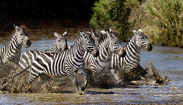 running zebra