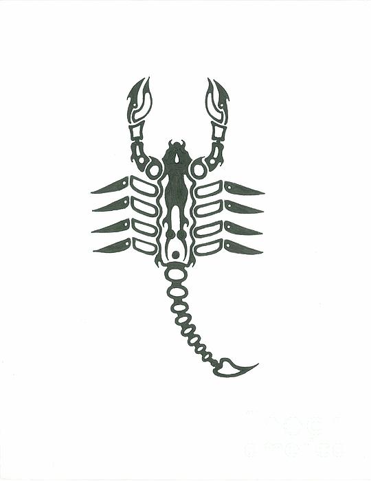 Scorpion Drawing Scorpion Fine Art Print Elliot Janvier