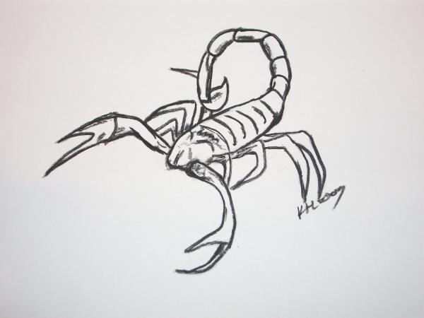 Scorpion Drawing Scorpion Fine Art Print Kristen Hurley