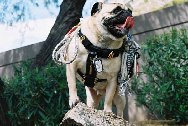 Army Pug