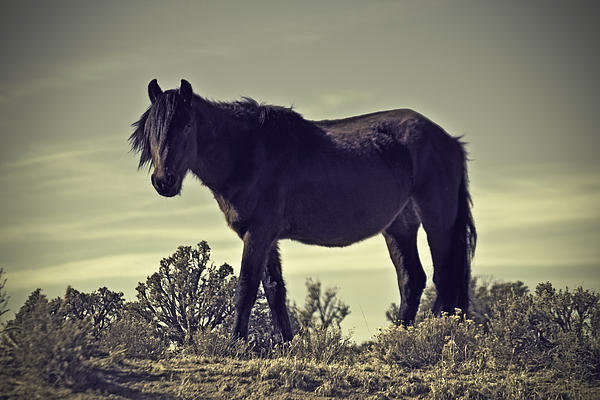 Shaded Horse