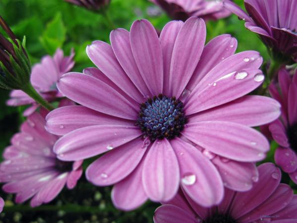 Shasta+daisies+pictures