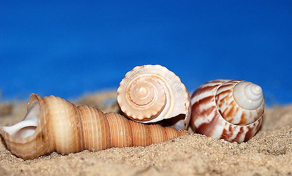 Sand With Shells