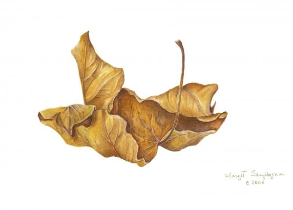 shriveled-leaf-margit-sampogna.jpg
