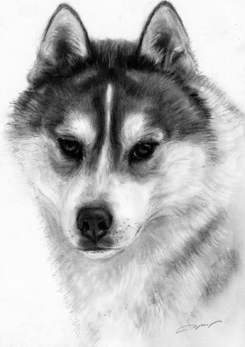 Drawing Husky