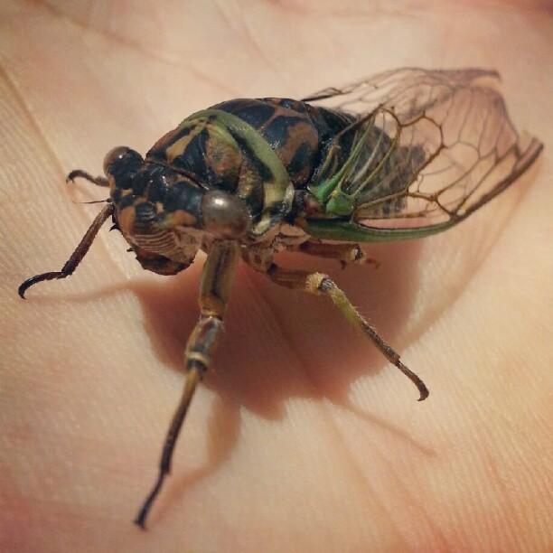 Cicada Bug