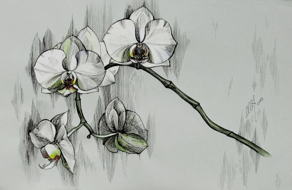 Drawing Orchids