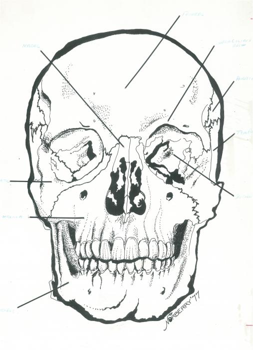 Skull Anatomy Illustration Mamallian Anatomy Drawing Valerie Vanorden