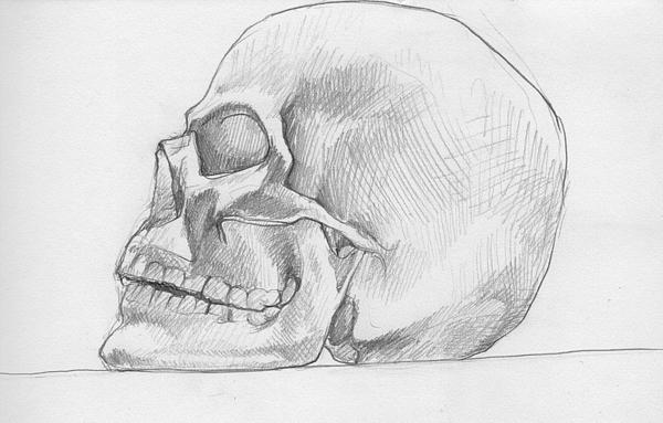 Skull Drawing Skull Fine Art Print Sabrina Khan