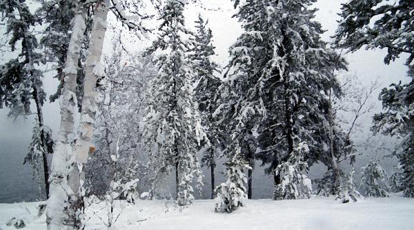 Trees Of Ontario