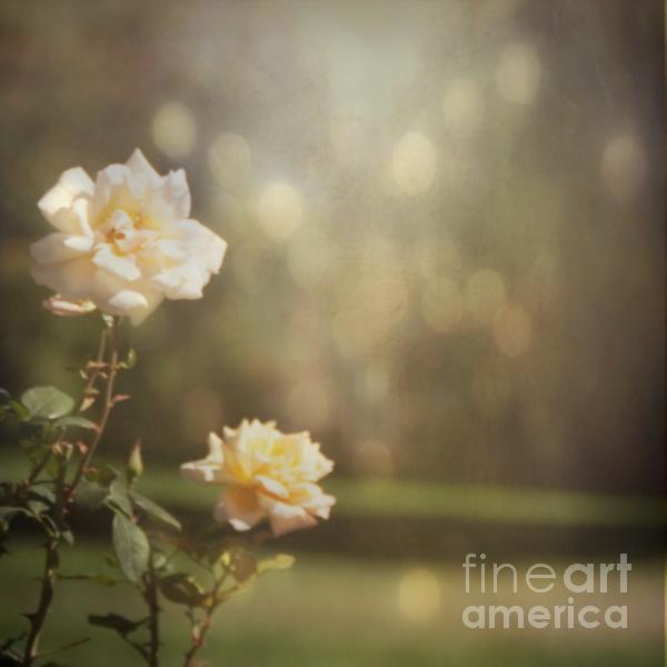 Soft White Rose Feminine Flowers with Bokeh Fine Art Photo Photograph Soft 