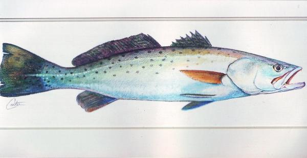 Speckled Trout Prints