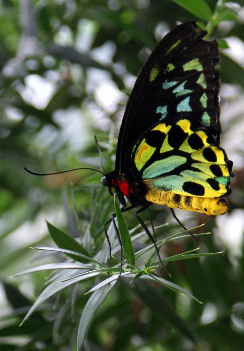 Stained Glass Butterfly