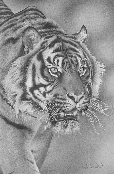 Sumatran+tiger+drawings