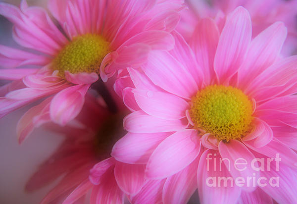 Subtle Ways Photograph by Wendy Athans - Subtle Ways Fine Art ... Subtle Ways Photograph by Wendy Athans - Subtle Ways Fine Art ...