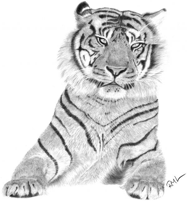 Sumatran+tiger+drawings