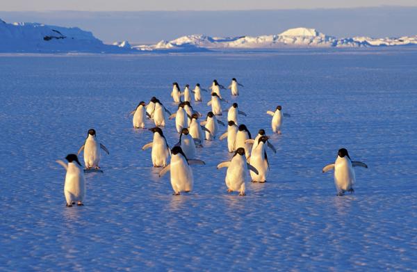 Penguin Photographs