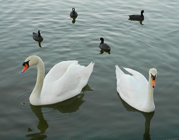 swans-and-ducks-warren-thompsom.jpg