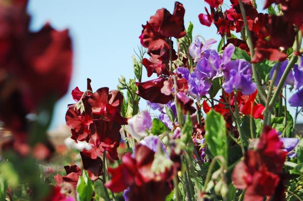 Sweet Pea Colors