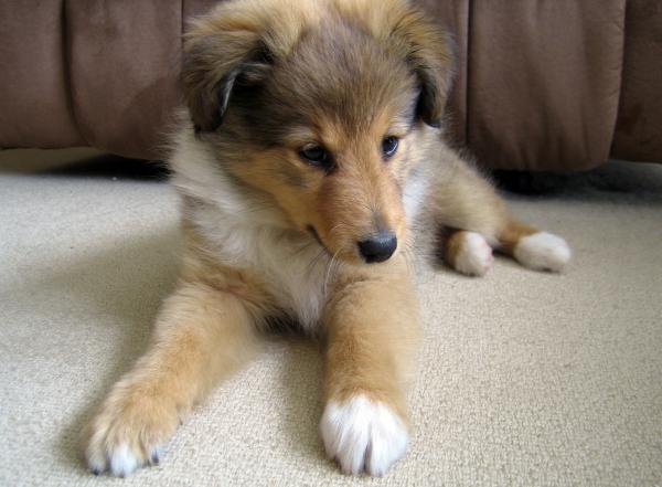 Miniature Sheltie Puppies Miniature Sheltie Puppies