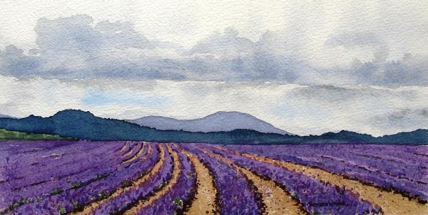 Tasmania Lavender