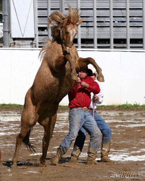 Bronc Riding Drawings