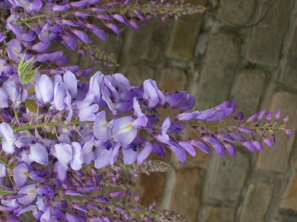 Texas Wisteria