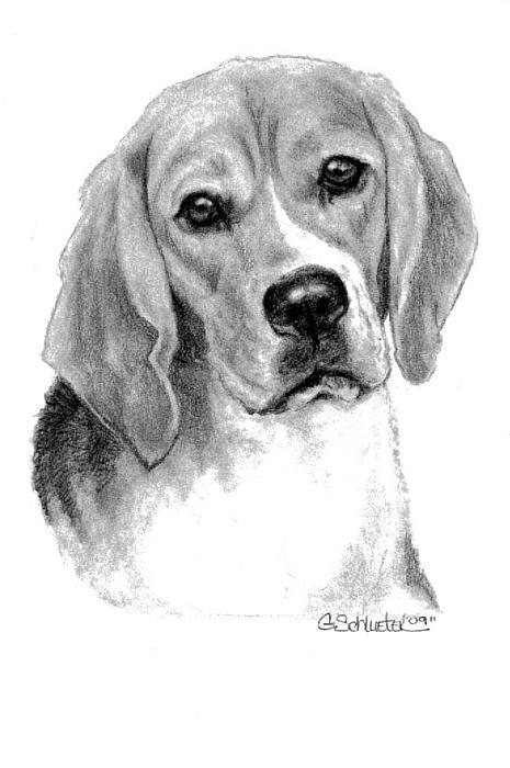 Beagle Sketch