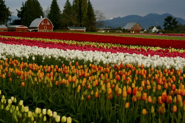 Tulip Farms