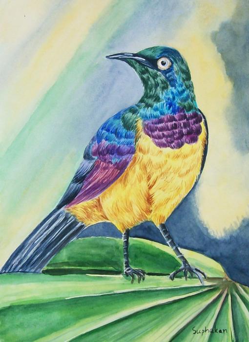 Colorful Birds Paintings