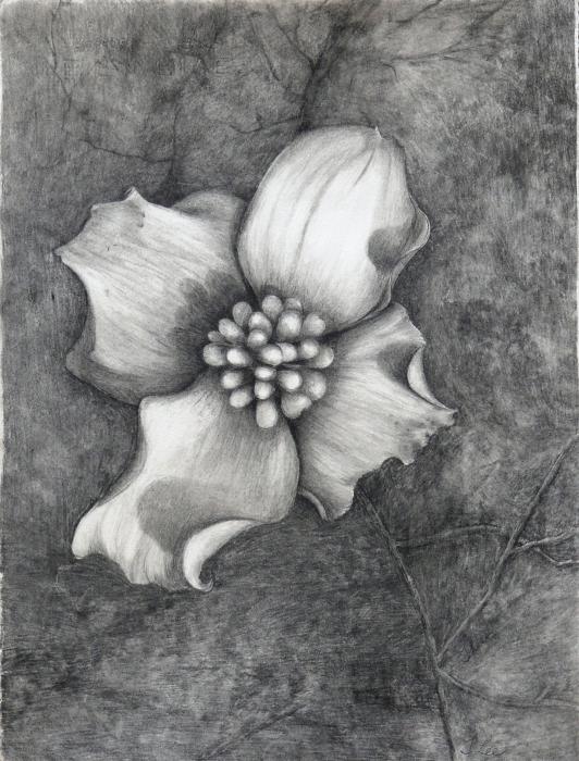 Dogwood+flower+drawing