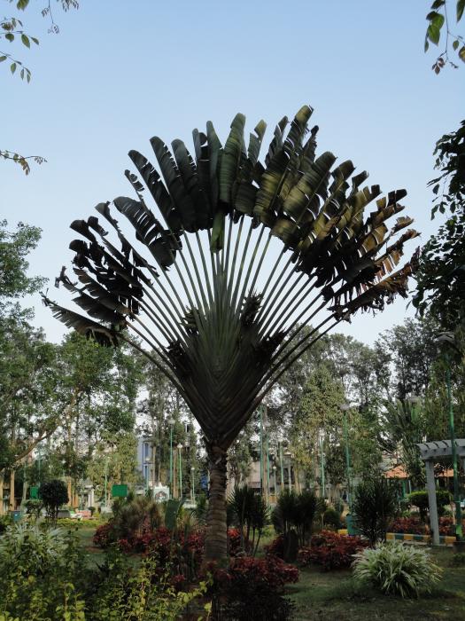 Plantain Tree Picture