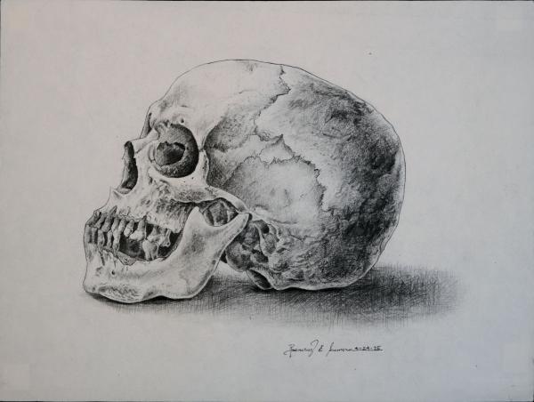 The Skull Drawing Rosencruz Sumera