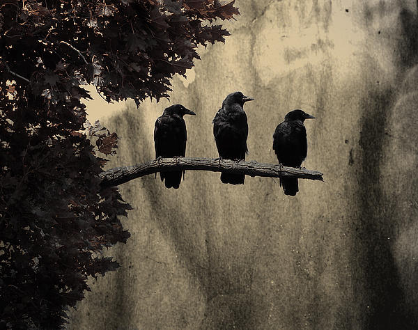 Three black crows sat on a tree