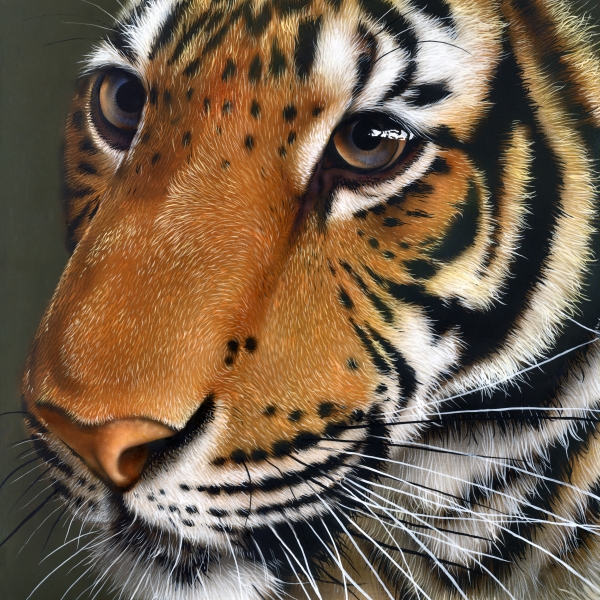 Tiger Painting  - Tiger Fine Art Print