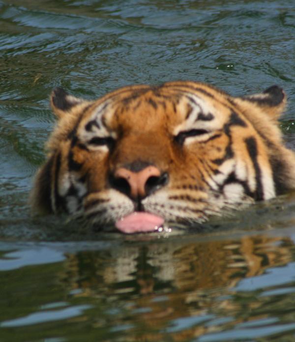 Tiger Swim
