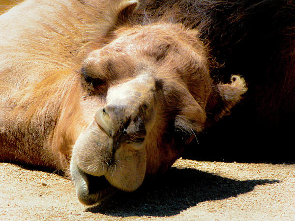 tired-camel-gina-cordova.jpg