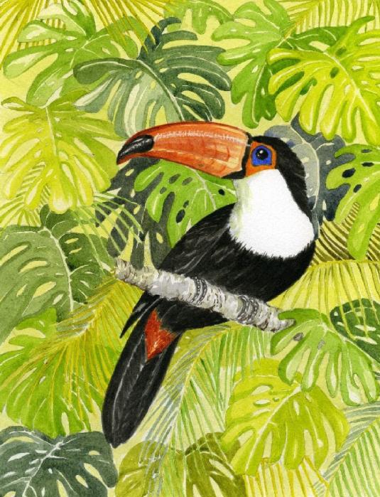 toucan in jungle