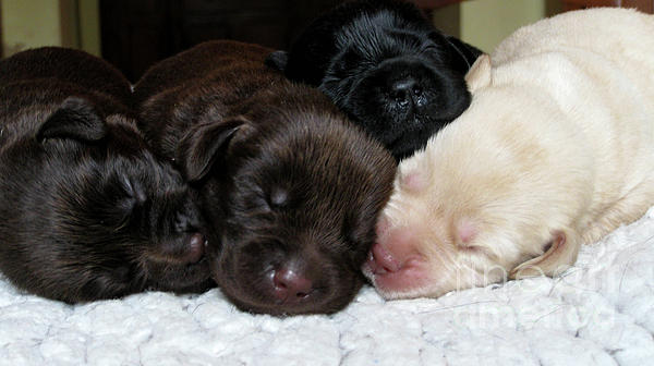 Labrador Colours