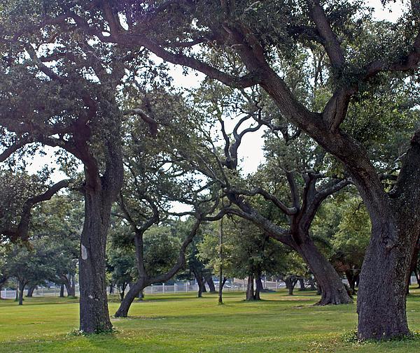 Dance Tree