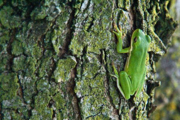 Tree+frogs+climbing