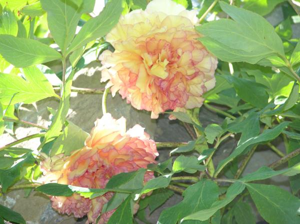 Peony Tree Pictures