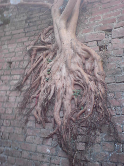 Tree Roots Grown On A Wall by Lalitmohan Khungar