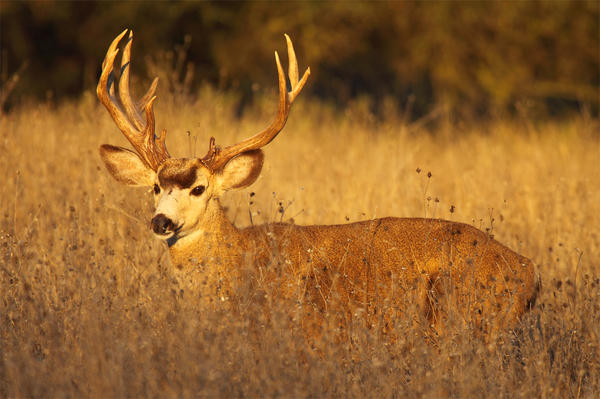 Trophy Blacktail Deer