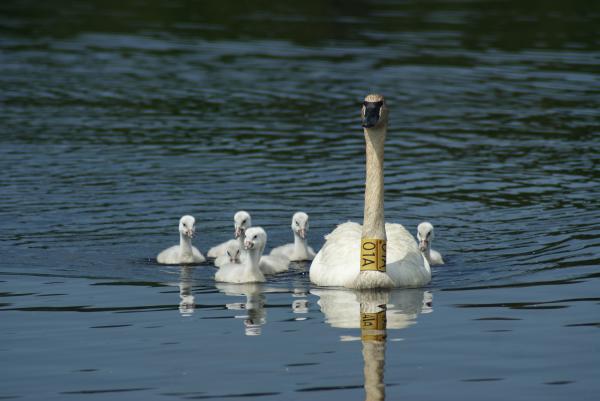 Trumpeter Swan Cygnets