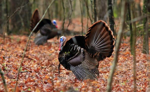 gobbler strutting