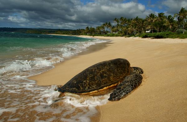 http://images.fineartamerica.com/images-medium/turtle-tan-hawaiian-style-albrown-photos.jpg