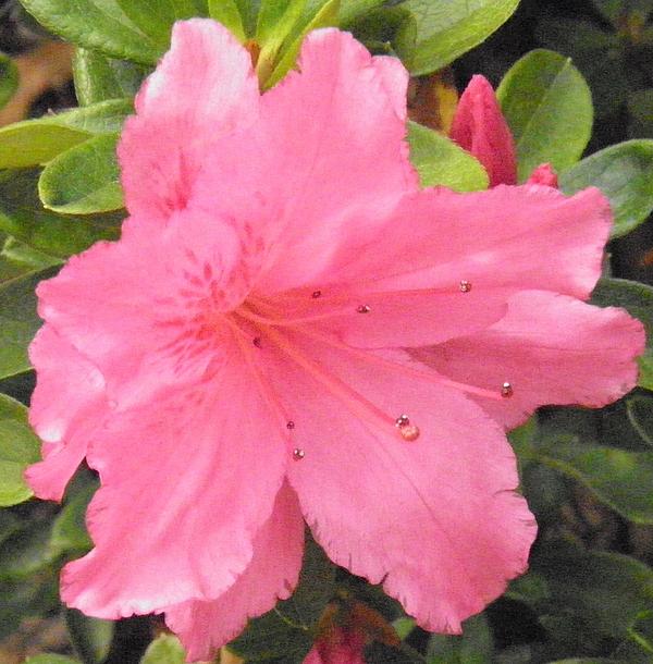 Light Pink Flowers