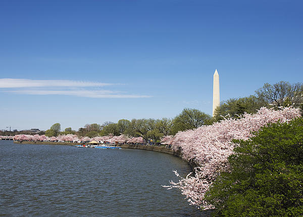 http://images.fineartamerica.com/images-medium/washington-dc-tidal-basin-during-spring-cherry-blossom-festival-brendan-reals.jpg
