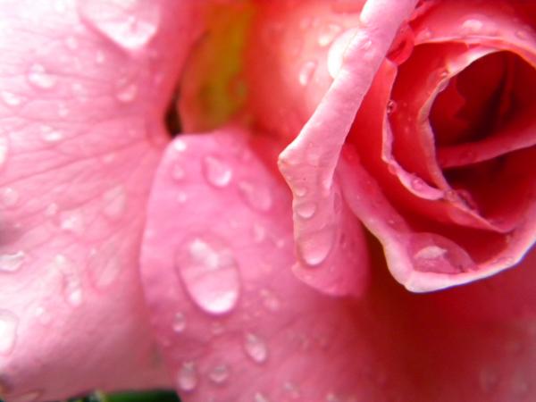 Beautiful Wet Rose